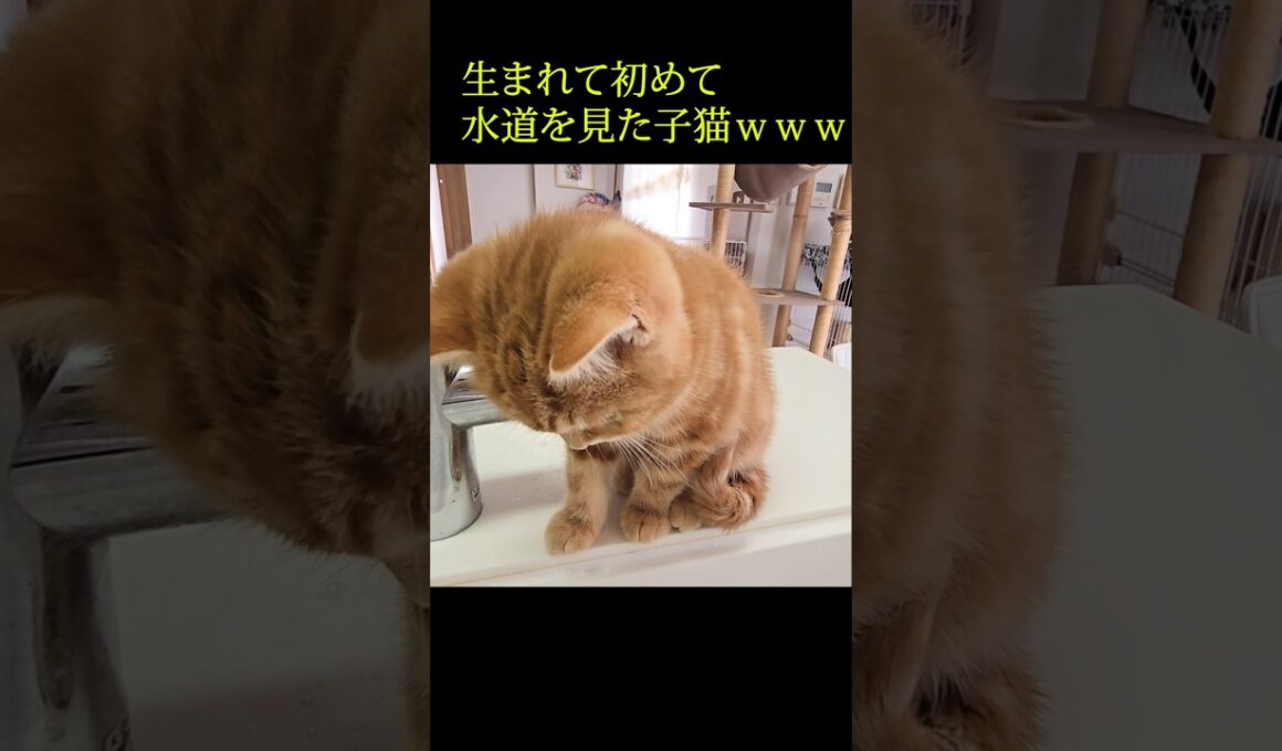 生まれて始めて水道を見た子猫がかわいい...#shorts
