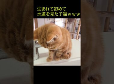 生まれて始めて水道を見た子猫がかわいい...#shorts