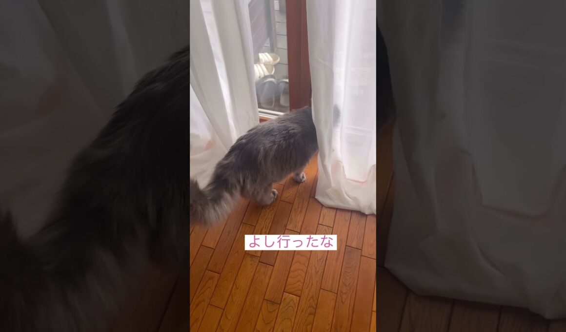 キター #ねこ動画 #アメリカンカール