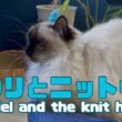 バーマン猫ウリ【ウリとニット帽】Uriel and the knit hat（バーマン猫）Birman/Cat