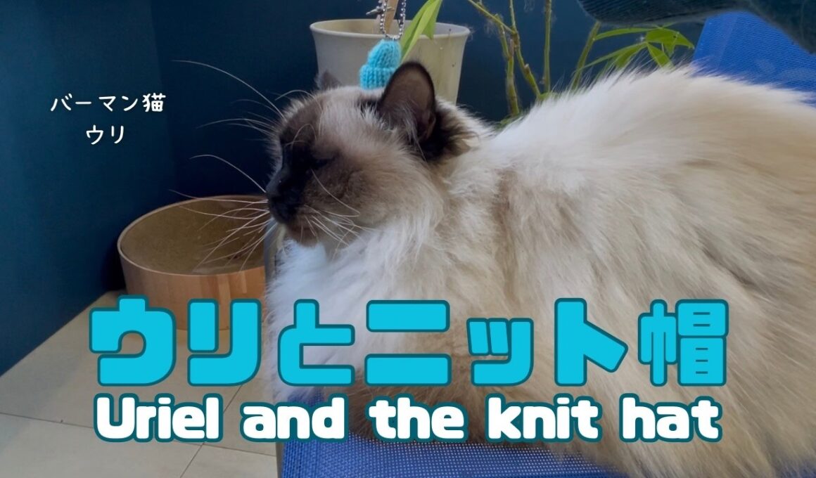 バーマン猫ウリ【ウリとニット帽】Uriel and the knit hat（バーマン猫）Birman/Cat