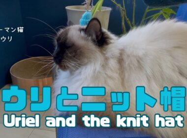 バーマン猫ウリ【ウリとニット帽】Uriel and the knit hat（バーマン猫）Birman/Cat