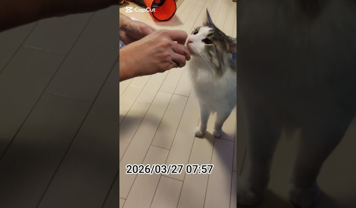 𝔾𝕠𝕠𝕕 𝕄𝕠𝕣𝕟𝕚𝕟𝕘 ☀︎*.｡ 38🐾メインクーンのアンソニー君♥️ #ねこのいる生活 #猫 #cat #cute #メインクーン #ショート