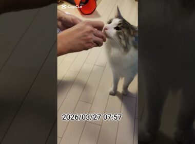 𝔾𝕠𝕠𝕕 𝕄𝕠𝕣𝕟𝕚𝕟𝕘 ☀︎*.｡ 38🐾メインクーンのアンソニー君♥️ #ねこのいる生活 #猫 #cat #cute #メインクーン #ショート