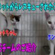 【沖縄っ子12便隊】白猫、三毛、シャム、キジ白の猫たち