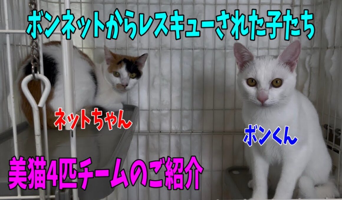 【沖縄っ子12便隊】白猫、三毛、シャム、キジ白の猫たち