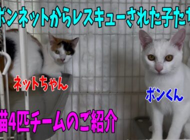 【沖縄っ子12便隊】白猫、三毛、シャム、キジ白の猫たち