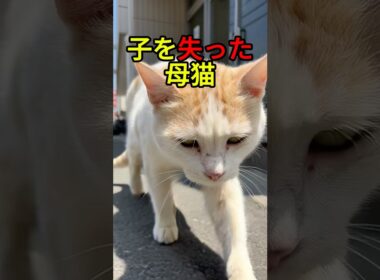 子猫を失った母猫、施設に保護されて出会ったのは【感動物語】 #shorts