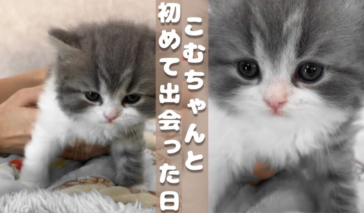 【生後2ヶ月・スコティッシュフォールドの子猫】こむちゃんと初めて出会った日