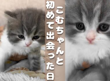 【生後2ヶ月・スコティッシュフォールドの子猫】こむちゃんと初めて出会った日