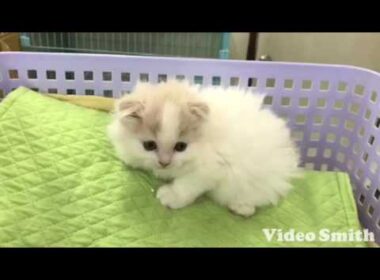 スコティッシュフォールド