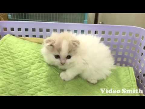 スコティッシュフォールド