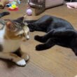シャム猫のパンダ「今度は、黒猫くーが、三毛猫ミックスに勝負か。アレ」