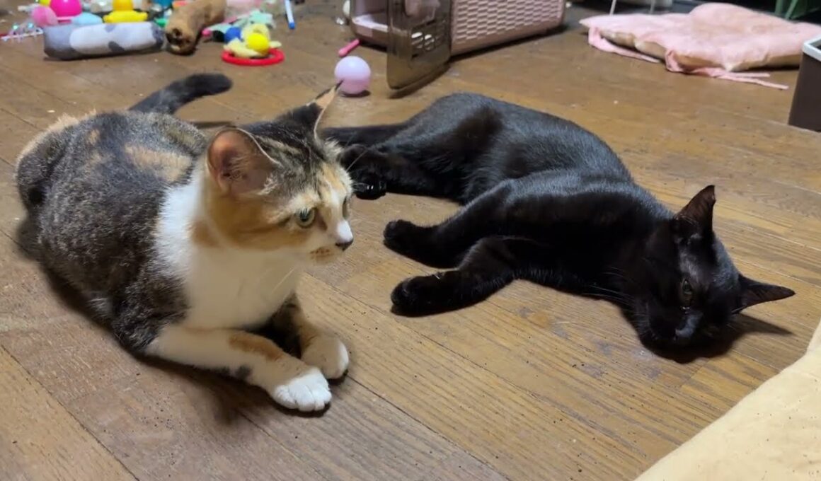 シャム猫のパンダ「今度は、黒猫くーが、三毛猫ミックスに勝負か。アレ」