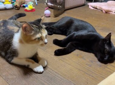 シャム猫のパンダ「今度は、黒猫くーが、三毛猫ミックスに勝負か。アレ」