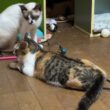 シャム猫のパンダ「勝負、三毛猫ミックス」背後を取った