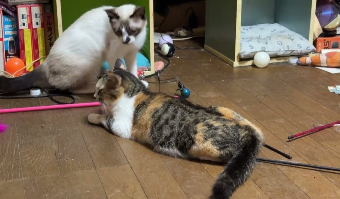 シャム猫のパンダ「勝負、三毛猫ミックス」背後を取った