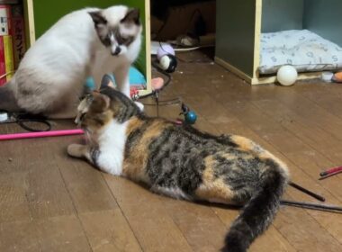 シャム猫のパンダ「勝負、三毛猫ミックス」背後を取った