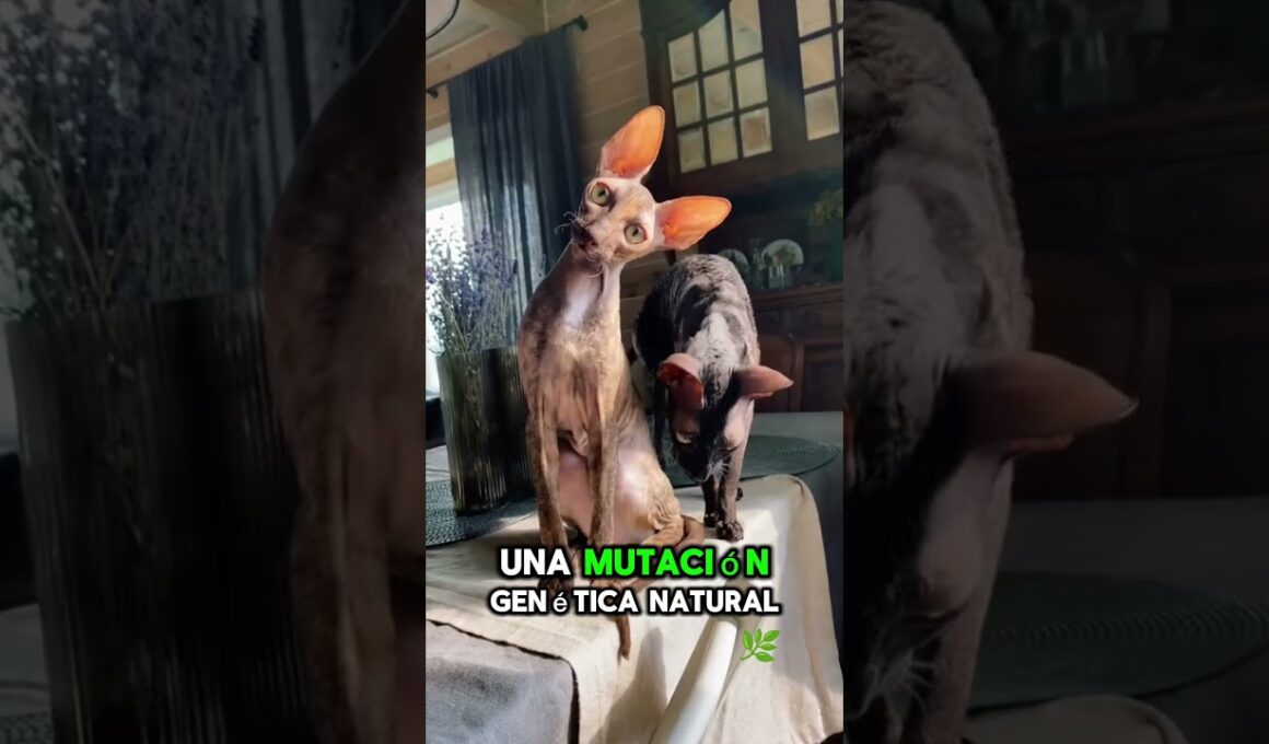 ¿Por qué mi gato Cornish Rex tiene el pelo rizado? #CornishRex #GatoRizado  #GatosUnicos