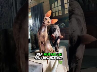 ¿Por qué mi gato Cornish Rex tiene el pelo rizado? #CornishRex #GatoRizado  #GatosUnicos