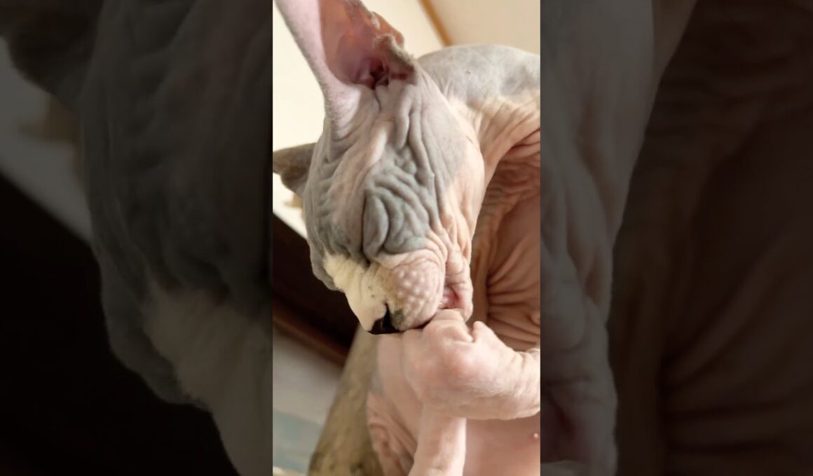 スフィンクス猫チャイ今日のお手入れ🫶🏻💕#shorts #cat #funnycats #猫 #猫のいる暮らし#sphynx