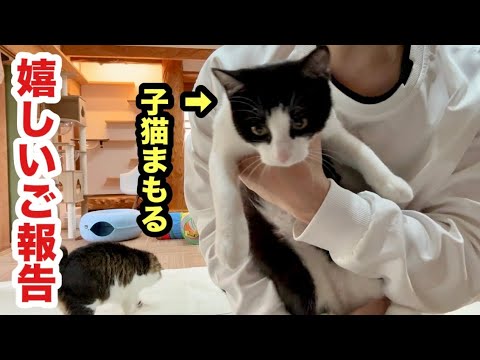 保護子猫まもる嬉しいご報告があります！！