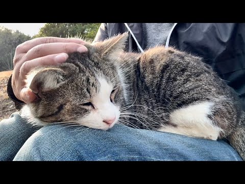 膝の上に誘うと喜んで来てくれたキジ白猫ちゃんなんてかわいい子