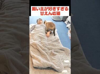 大好きな飼い主にピッタリくっつく猫がかわいすぎる