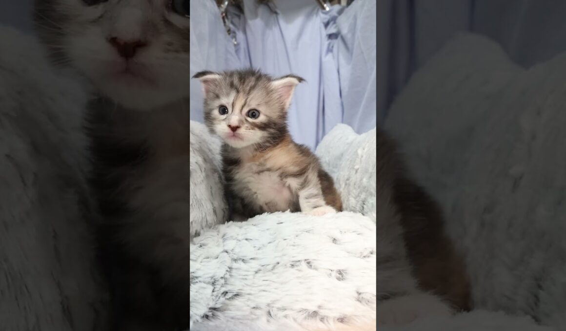 生後21日メインクーン赤ちゃんの真奈ちゃん