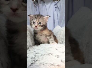 生後21日メインクーン赤ちゃんの真奈ちゃん