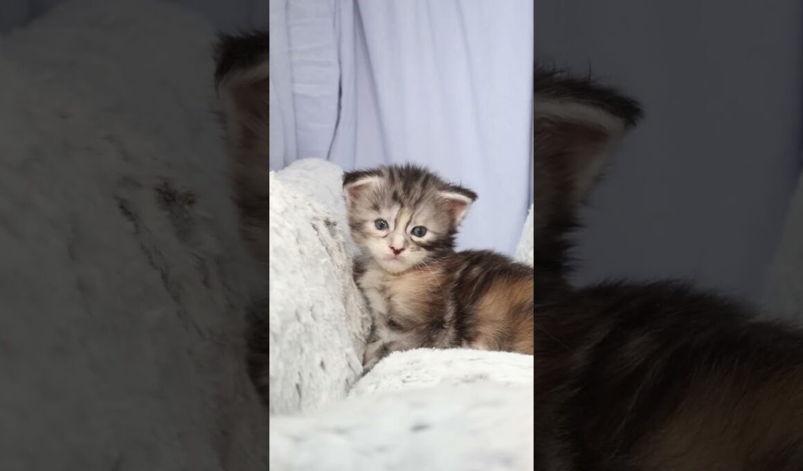 生後21日メインクーン赤ちゃんの真奈ちゃん