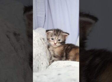 生後21日メインクーン赤ちゃんの真奈ちゃん