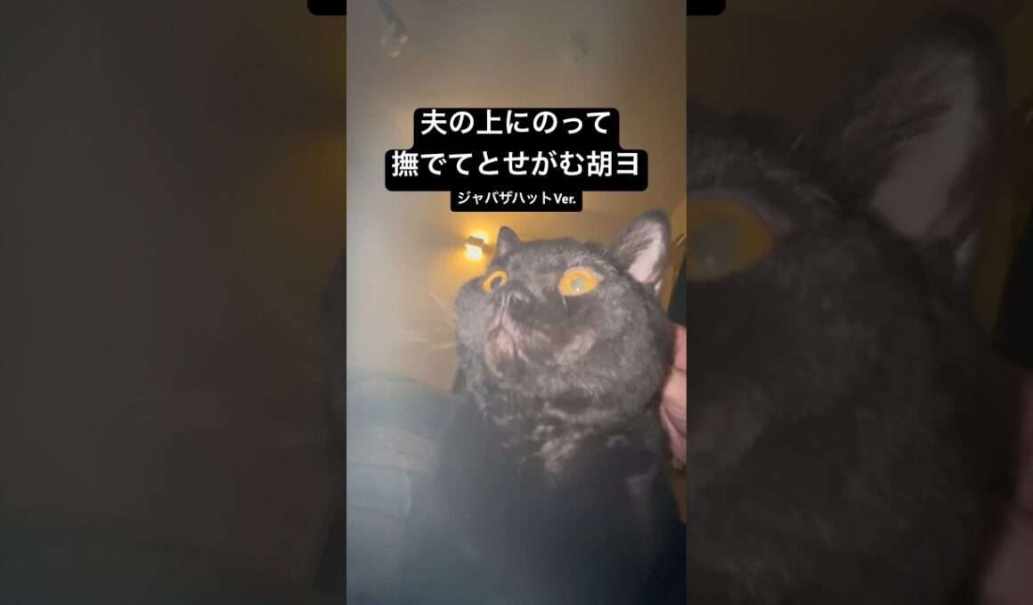 撮るの下手か #cat #猫のいる暮らし #セルカークレックス #ブリティッシュショートヘア