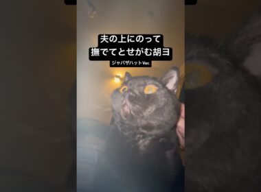 撮るの下手か #cat #猫のいる暮らし #セルカークレックス #ブリティッシュショートヘア