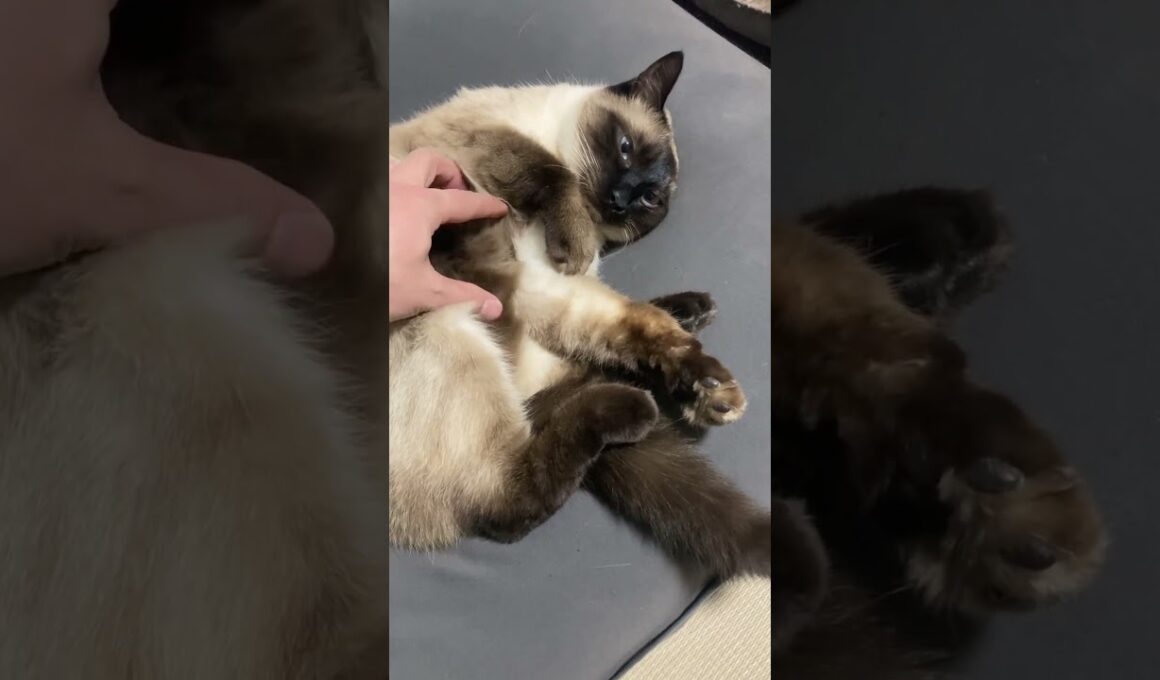 【シャム猫】眠すぎて抵抗しないので好きなだけ腹の毛を荒らしてやった