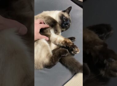 【シャム猫】眠すぎて抵抗しないので好きなだけ腹の毛を荒らしてやった