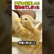 【感動】子猫を救ったら天使が現れたｗ 先住猫に「ママ」の座を奪われる結末ｗ　#猫 #ねこ #にゃんこ #猫動画 #感動 #子猫 #猫の救助 #癒やし #家族 #親子の絆 #shorts