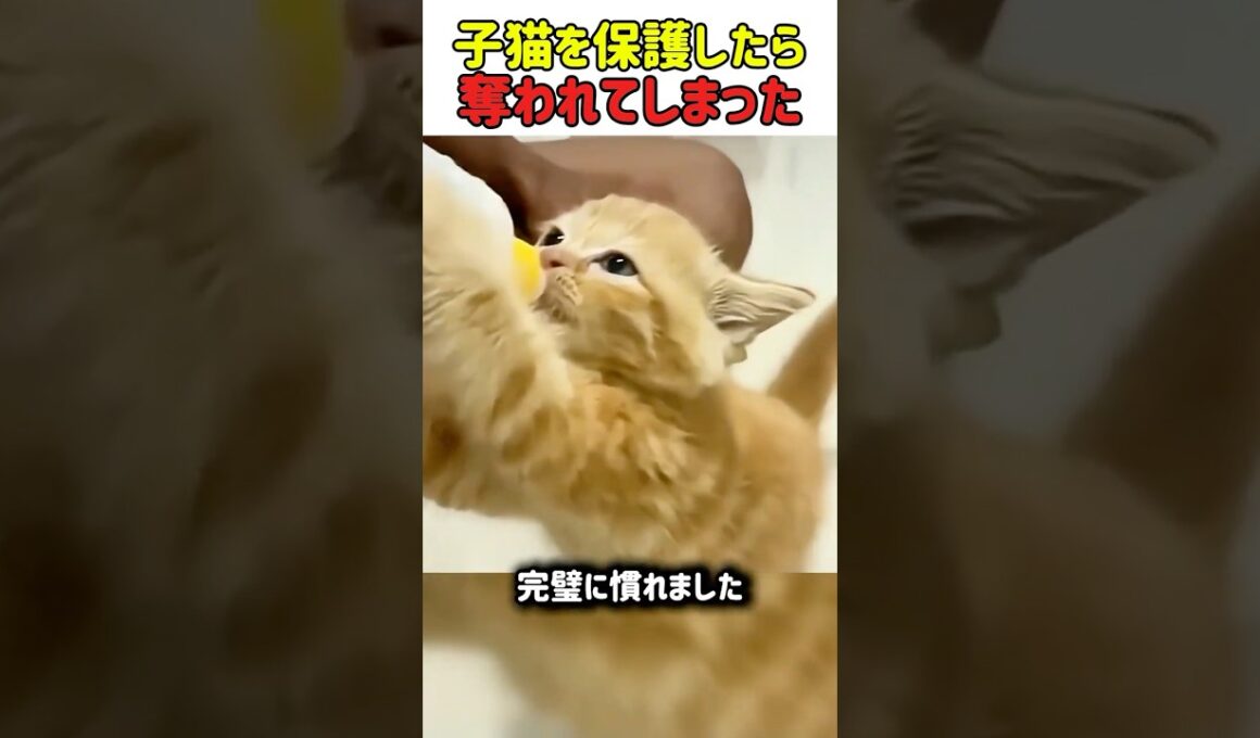 【感動】子猫を救ったら天使が現れたｗ 先住猫に「ママ」の座を奪われる結末ｗ　#猫 #ねこ #にゃんこ #猫動画 #感動 #子猫 #猫の救助 #癒やし #家族 #親子の絆 #shorts