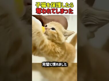 【感動】子猫を救ったら天使が現れたｗ 先住猫に「ママ」の座を奪われる結末ｗ　#猫 #ねこ #にゃんこ #猫動画 #感動 #子猫 #猫の救助 #癒やし #家族 #親子の絆 #shorts