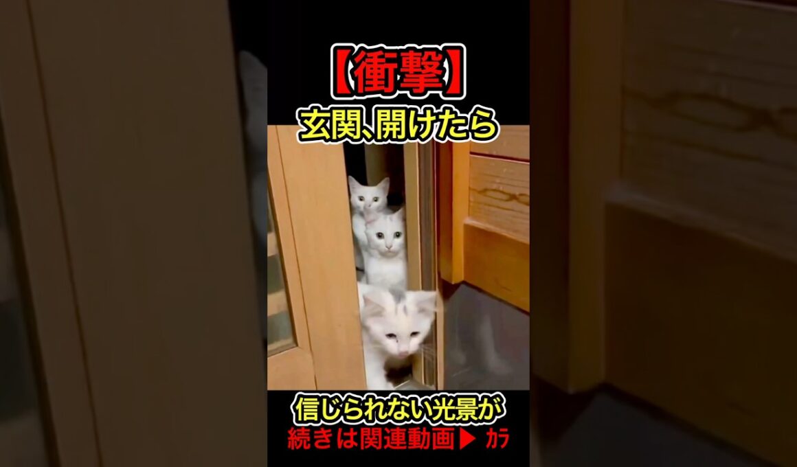 【衝撃】玄関を開けたら、信じられない光景が広がっていました… #shorts