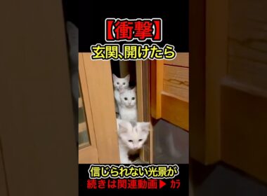 【衝撃】玄関を開けたら、信じられない光景が広がっていました… #shorts