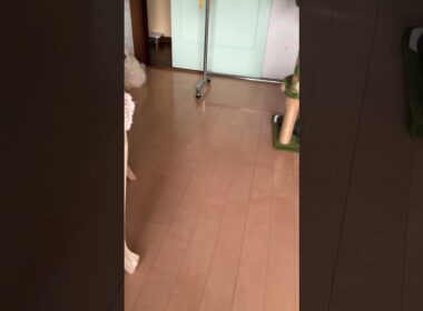 😸チーノ、ひとり芝居…　よくあること…【猫：今日のひとコマ】ホワイトヒマラヤン15歳チーノ　#cat #cute #猫のいる暮らし