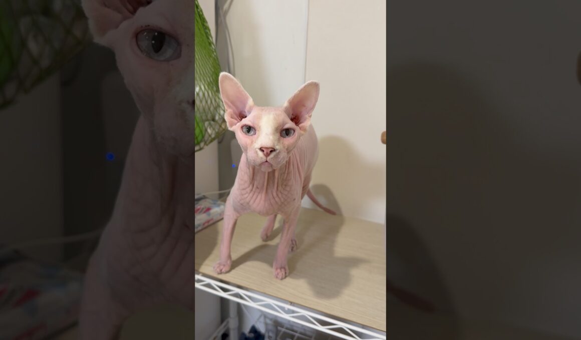 ごはんの時間でソワソワする猫アレクサンドラ【スフィンクス】