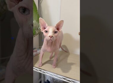 ごはんの時間でソワソワする猫アレクサンドラ【スフィンクス】