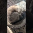 シャム猫のお腹😺 - Cats Tummy - #shorts #cat