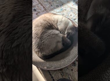 シャム猫のお腹😺 - Cats Tummy - #shorts #cat