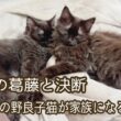 【双子保護猫】保護の葛藤と決断〜野良の子猫が家族になるまで〜