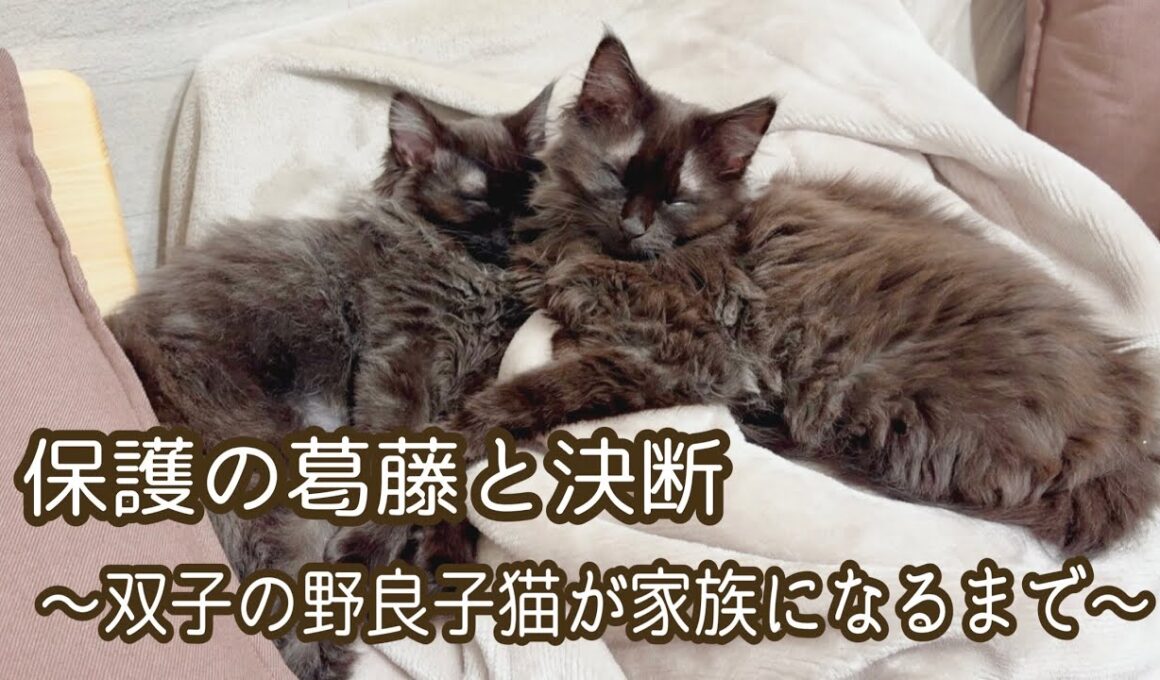 【双子保護猫】保護の葛藤と決断〜野良の子猫が家族になるまで〜