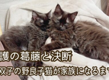 【双子保護猫】保護の葛藤と決断〜野良の子猫が家族になるまで〜