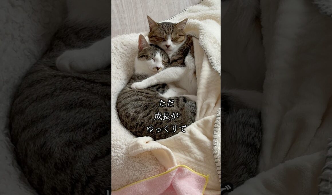 元野良の母猫と子猫家族それぞれのお昼寝をのぞいてみました🐱 #shorts  #子猫の成長日記 #保護子猫